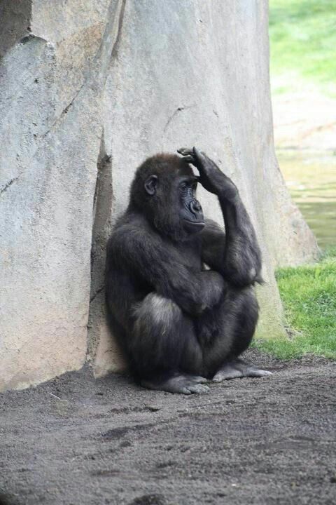 TORO168: Situs Edukasi Game Online Modul Gratis Pengajar Profesional di bidangnya - WooCommerce eCommerce